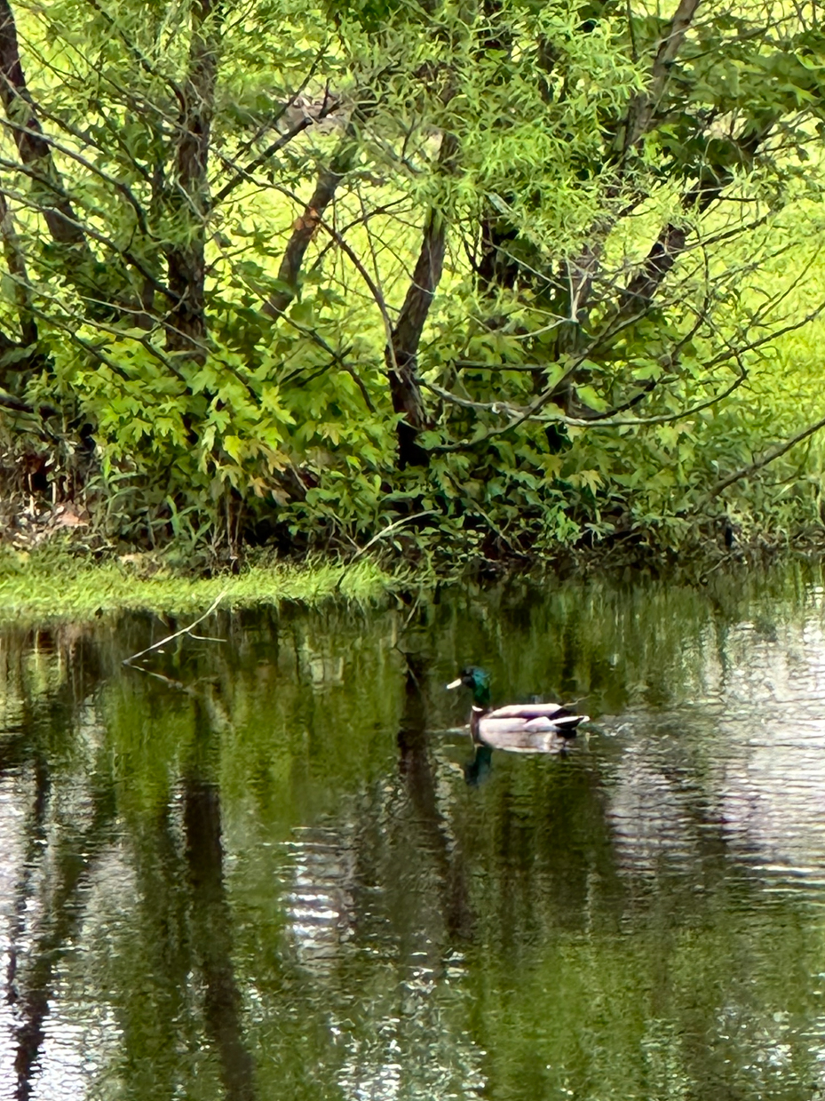 mallard-duck-gliding-tranquil-pond-lush-green-foliage-reflections-spring-woodland-scene-serene-nature-wildlife-habitat-peaceful-water-landscape