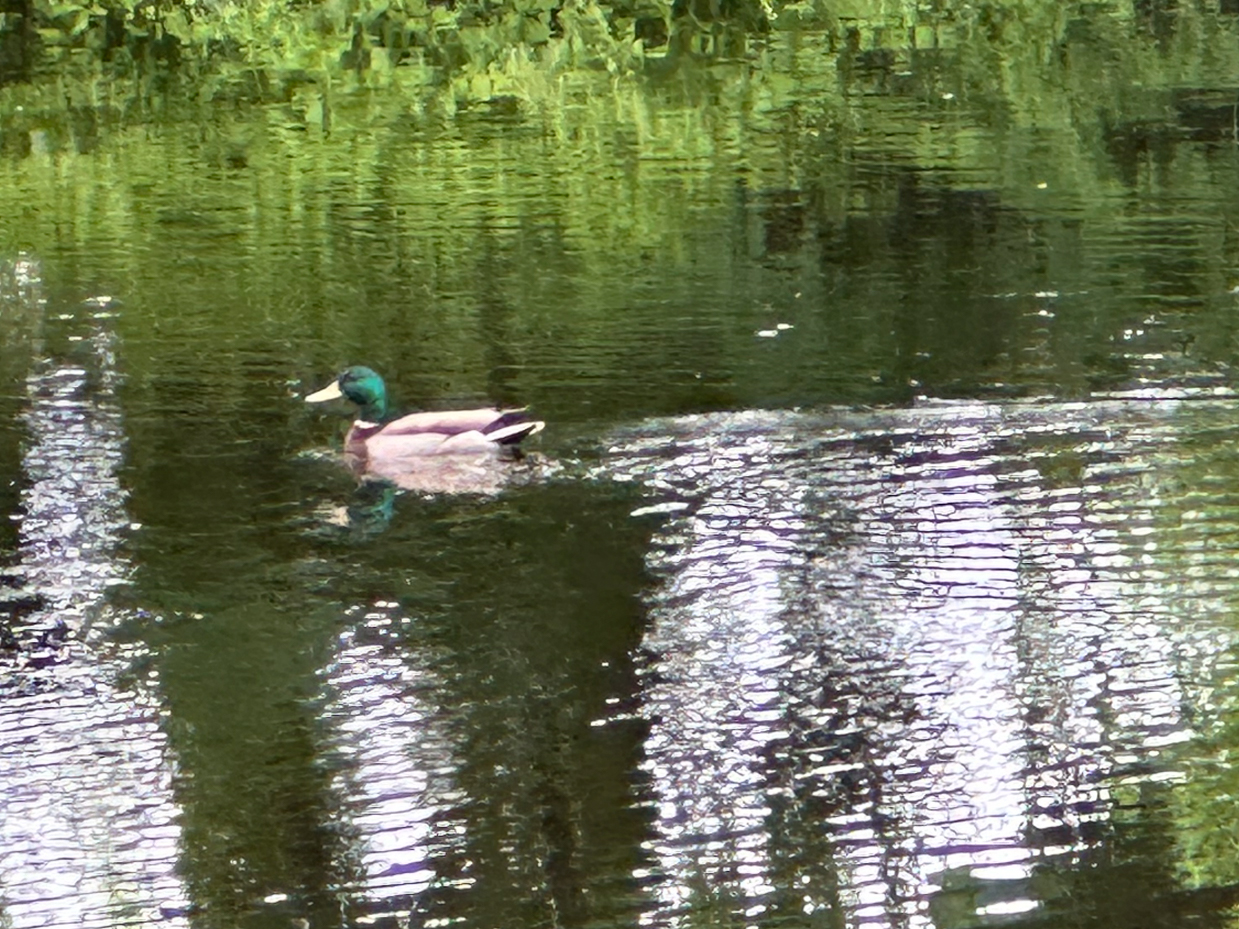 mallard-duck-swimming-sunlit-pond-emerald-reflections-rippling-water-forest-backdrop-vibrant-wildlife-portrait-nature-photography