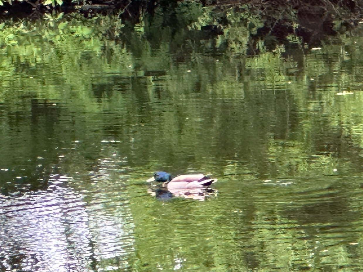 mallard-duck-swimming-tranquil-forest-pond-reflections-lush-greenery-dappled-sunlight-serene-nature-scene-wildlife-photography-royalty-free-artist-reference-photo