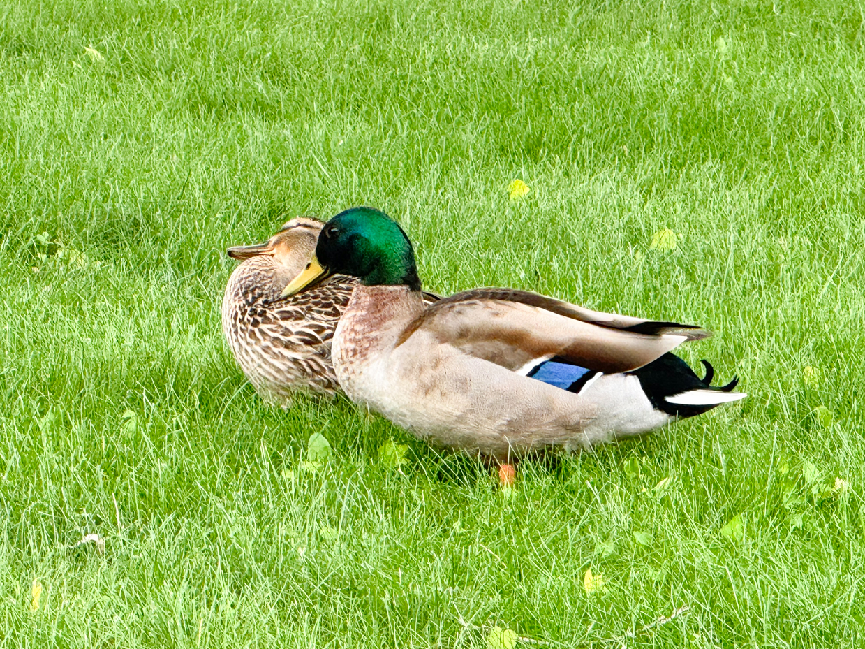 mallard-ducks-cuddling-green-lawn-spring