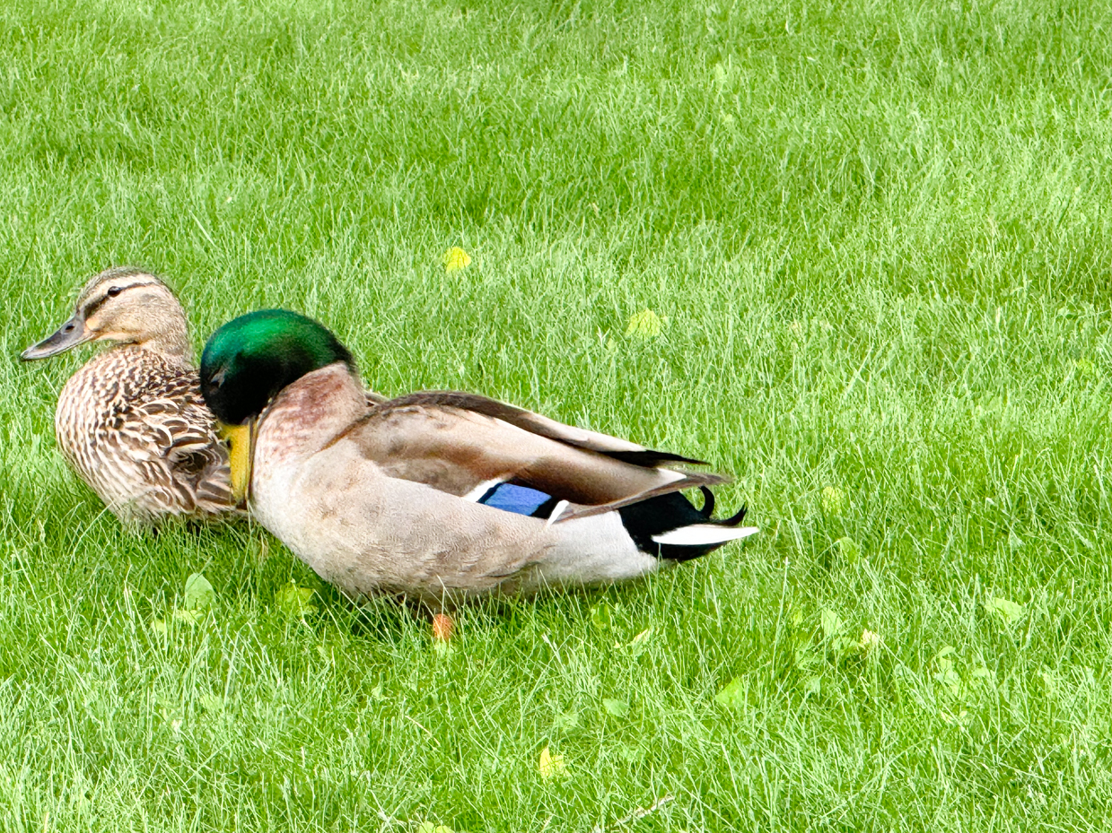 mallard-ducks-pair-green-grass-spring