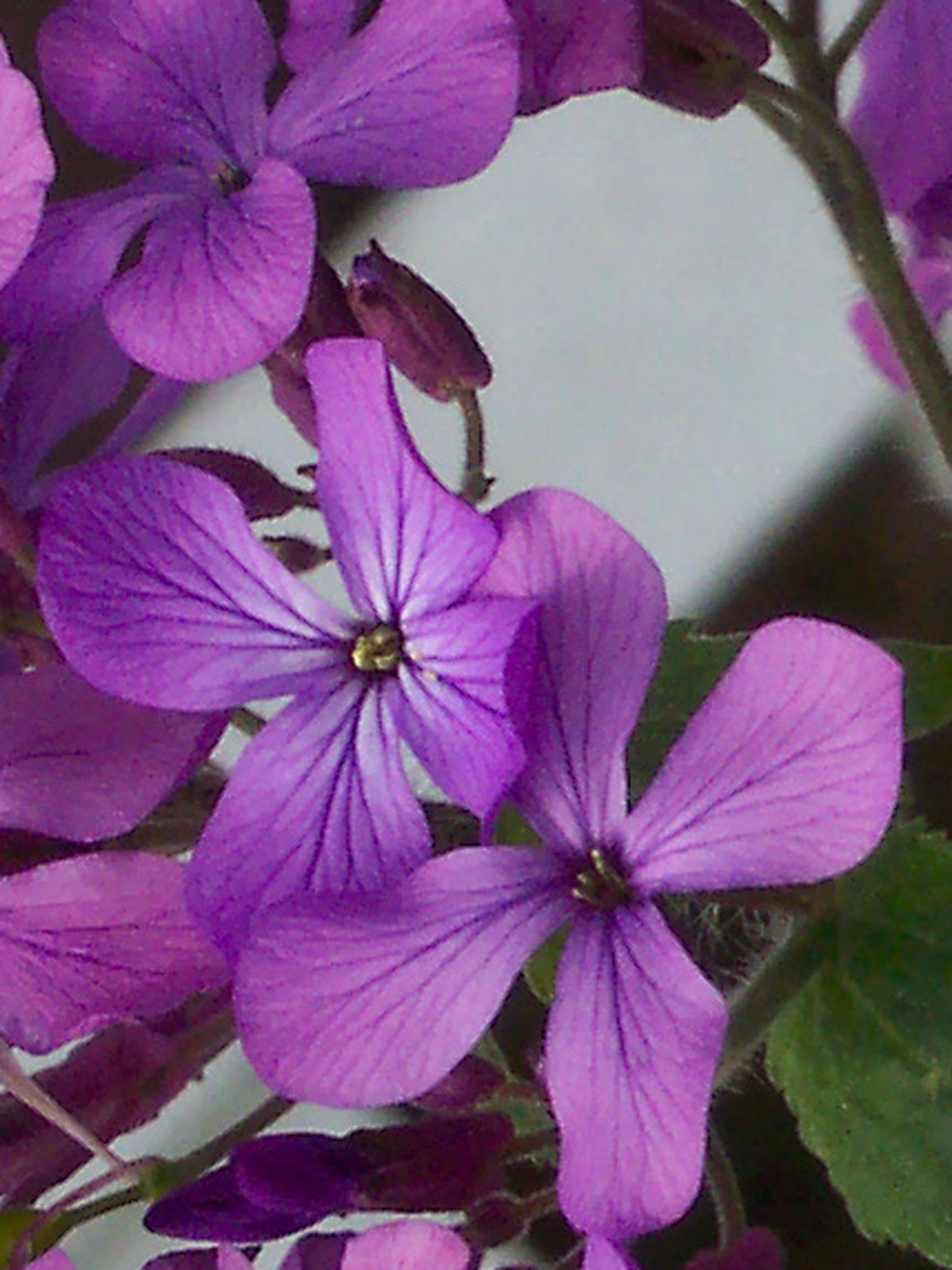 money-plant-lunaria-annua-lattice-close-up