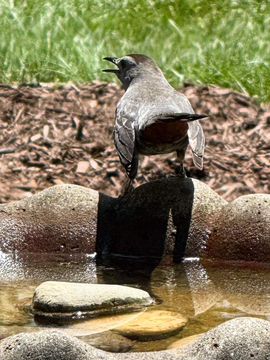 mourning-dove-sitting-in-bird-bath