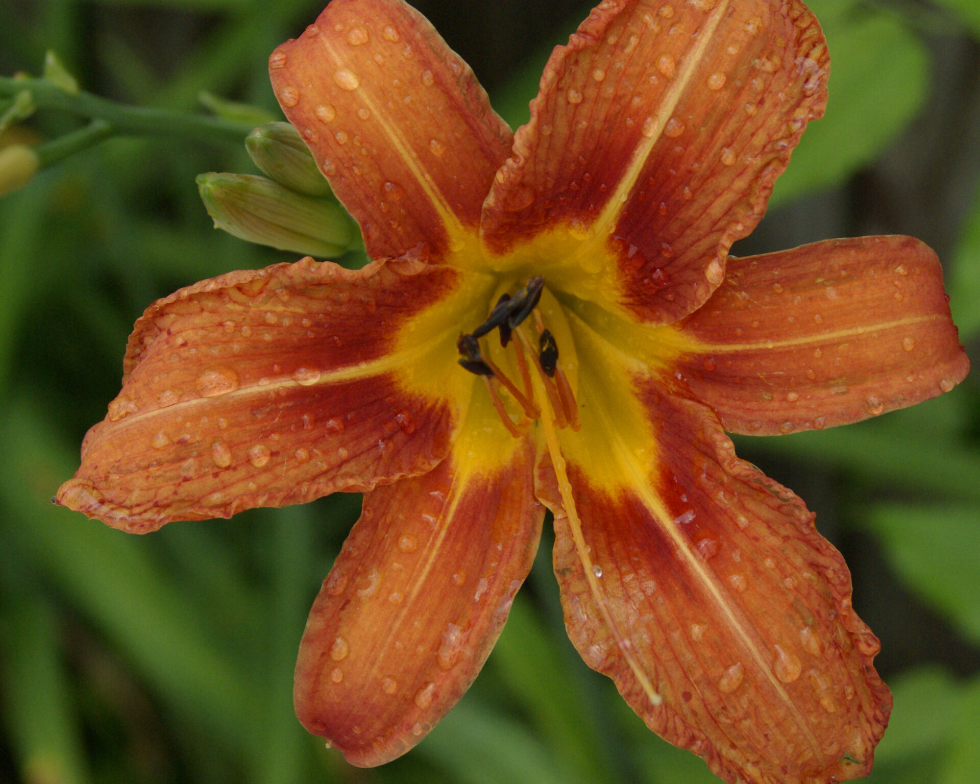 orange-daylily-dewdrops-macro-bloom-royalty-free-artist-reference-photo