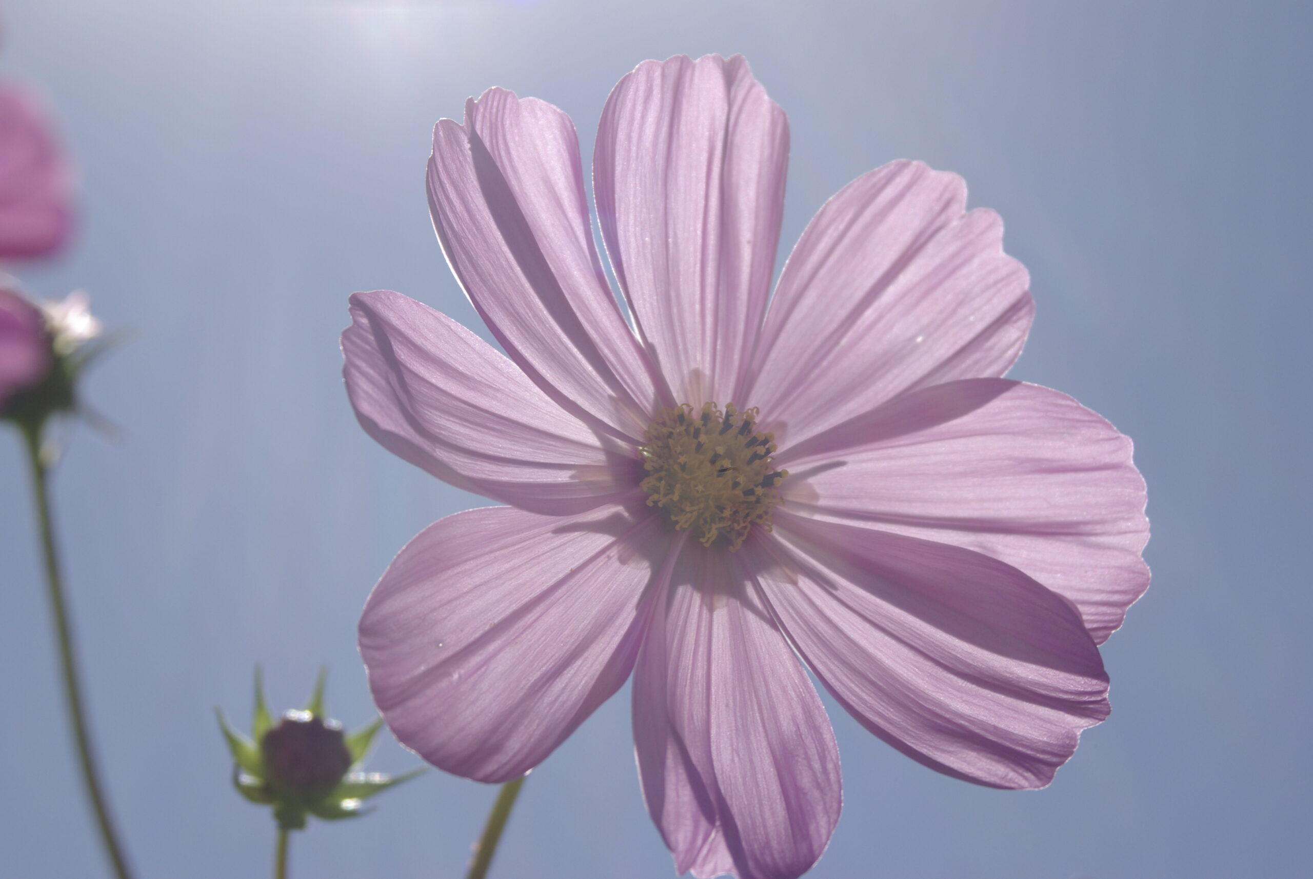 Pink Cosmos Blossom Closeup Royalty Free Artist Reference Photo artist reference photo
