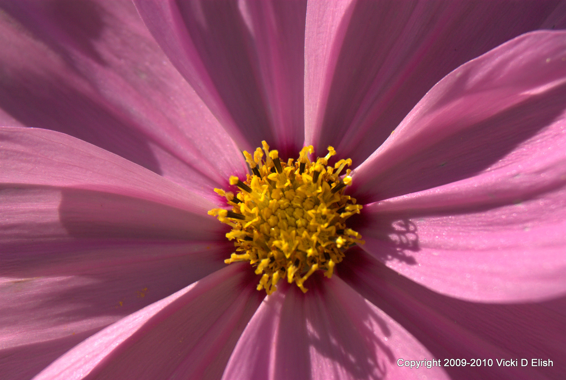 pink-cosmos-flower-macro-royalty-free-artist-reference-photo