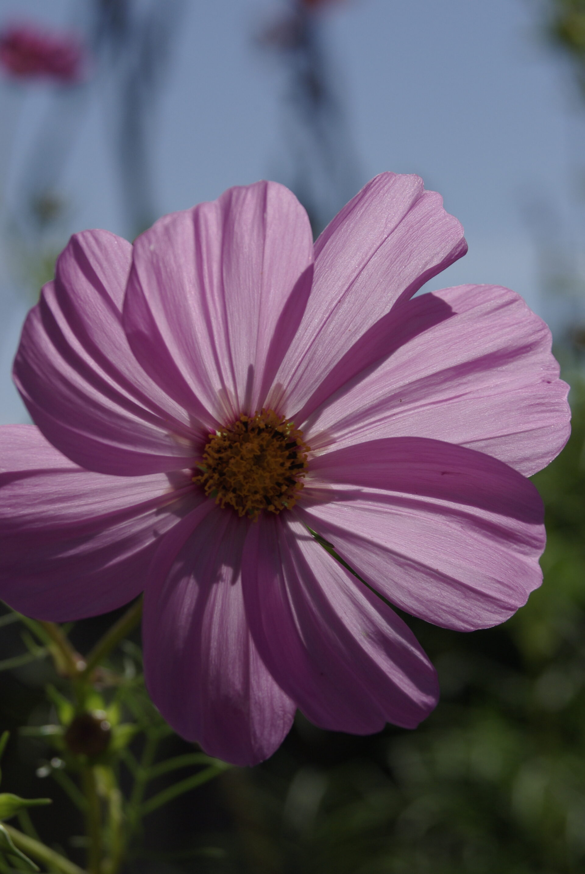 pink-cosmos-macro-bloom-royalty-free-artist-reference-photo