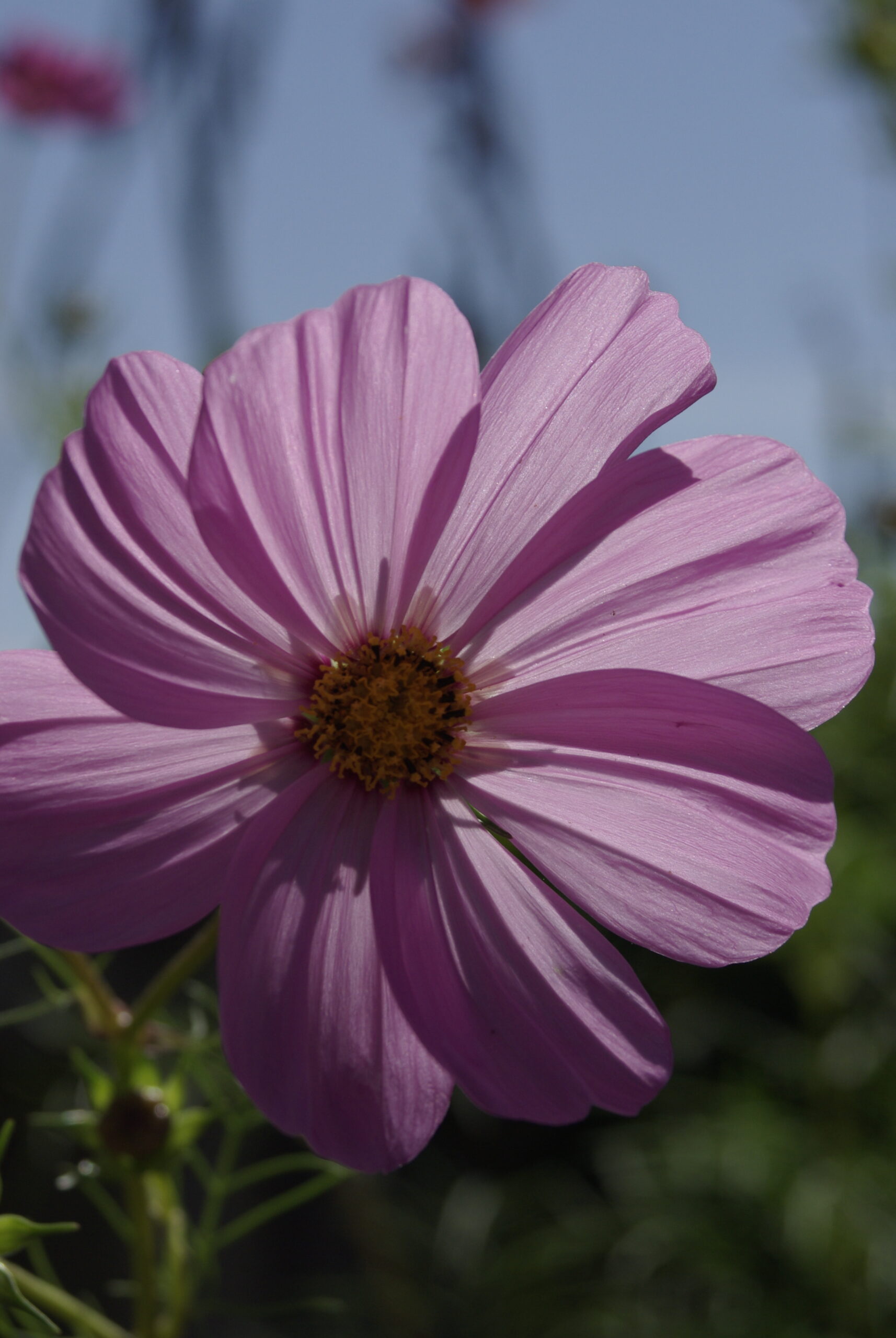 Pink Cosmos Macro Bloom Royalty Free Artist Reference Photo artist reference photo