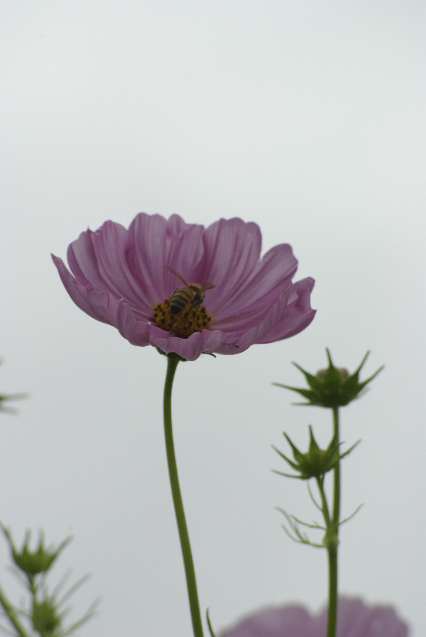Purple Cosmos Bee Pollination Royalty Free Artist Reference Photo artist reference photo