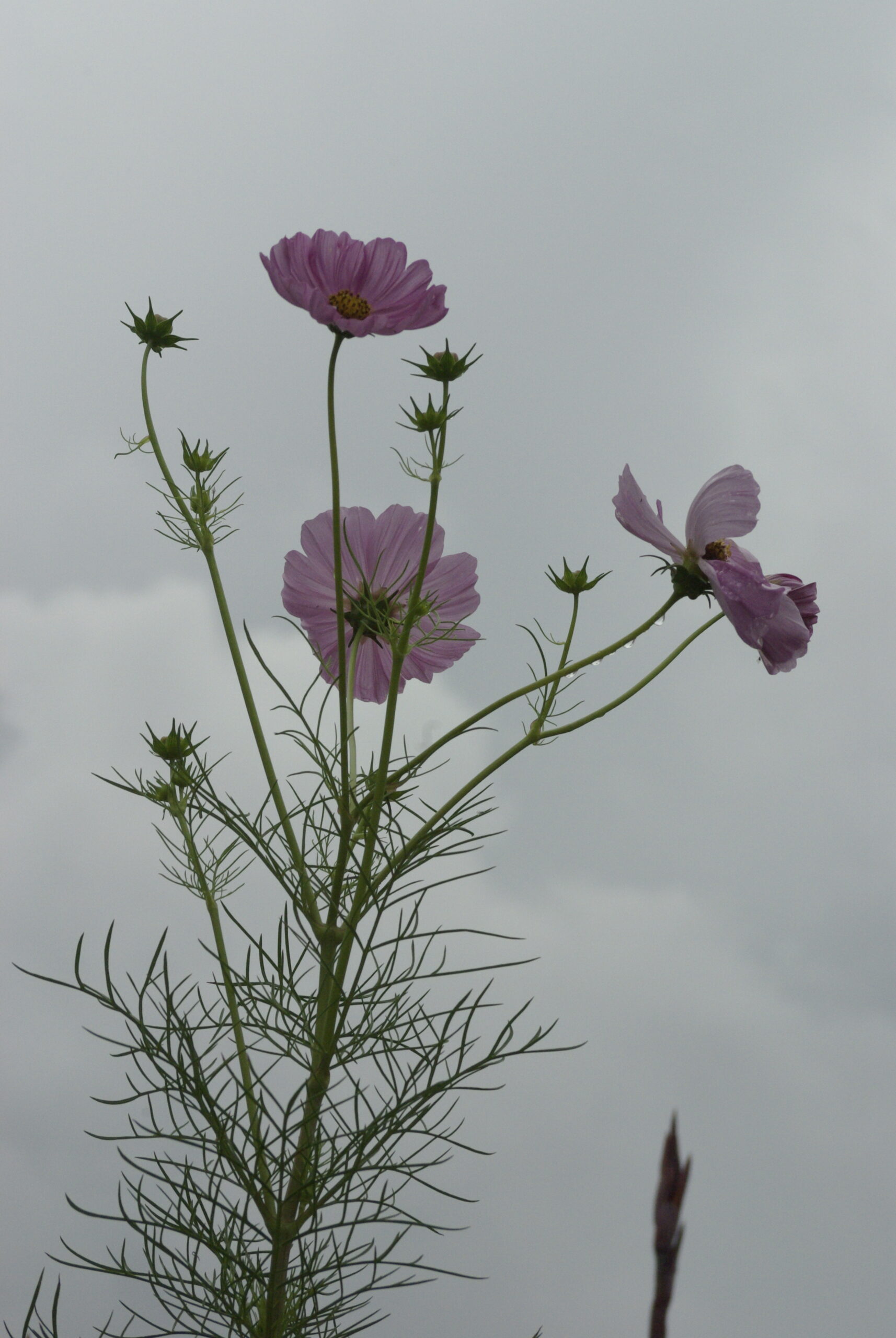 Purple Cosmos Plant Blooms Royalty Free Artist Reference Photo artist reference photo
