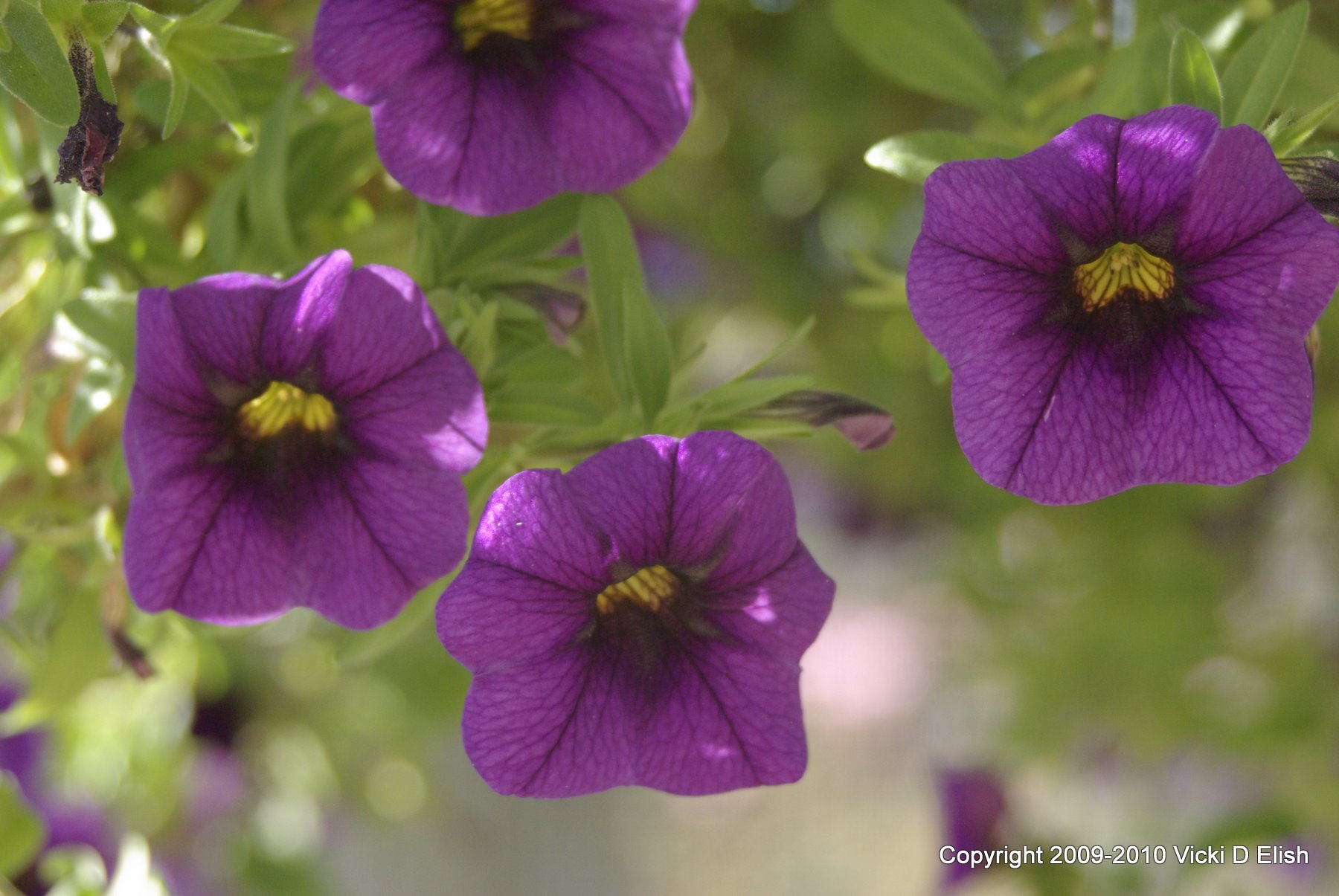 purple-petunias-closeup-royalty-free-artist-reference-photo