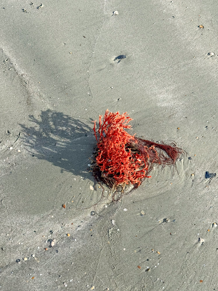 red-seaweed-on-sandy-beach-with-small-stones-and-seashell-fragments