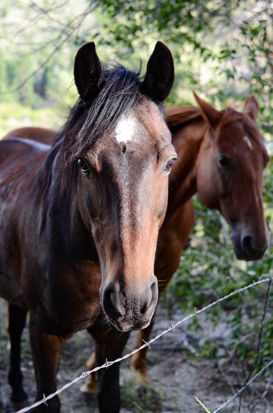 two-bay-horses-in-nature-close-up-portrait-with-barbed-wire-fence