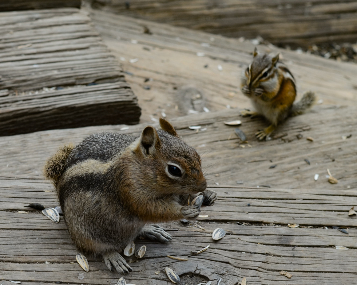 two-chipmunks-eating