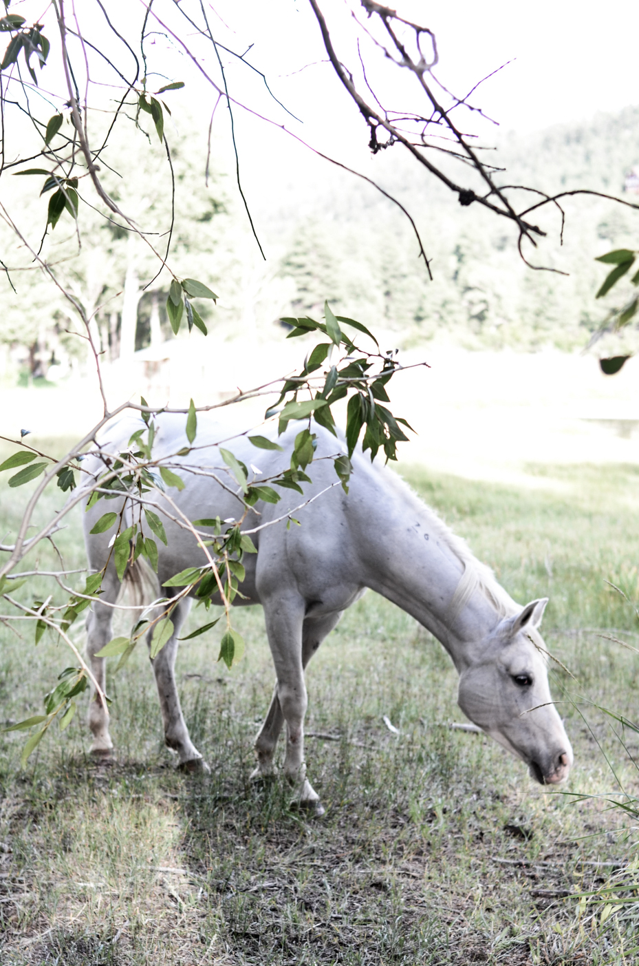 white-horse-in-field