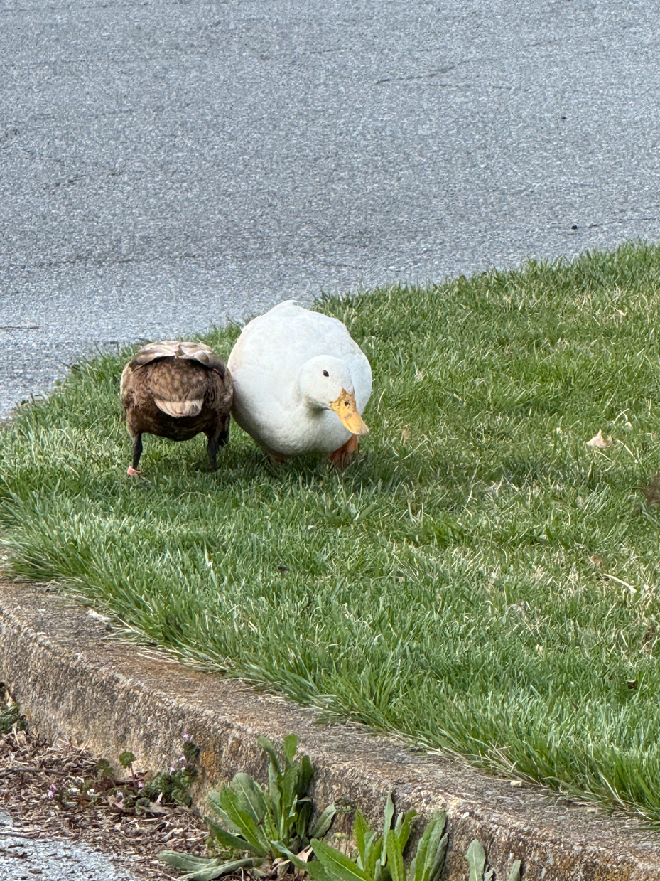 white-muscovy-duck-pair-grass-sidewalk