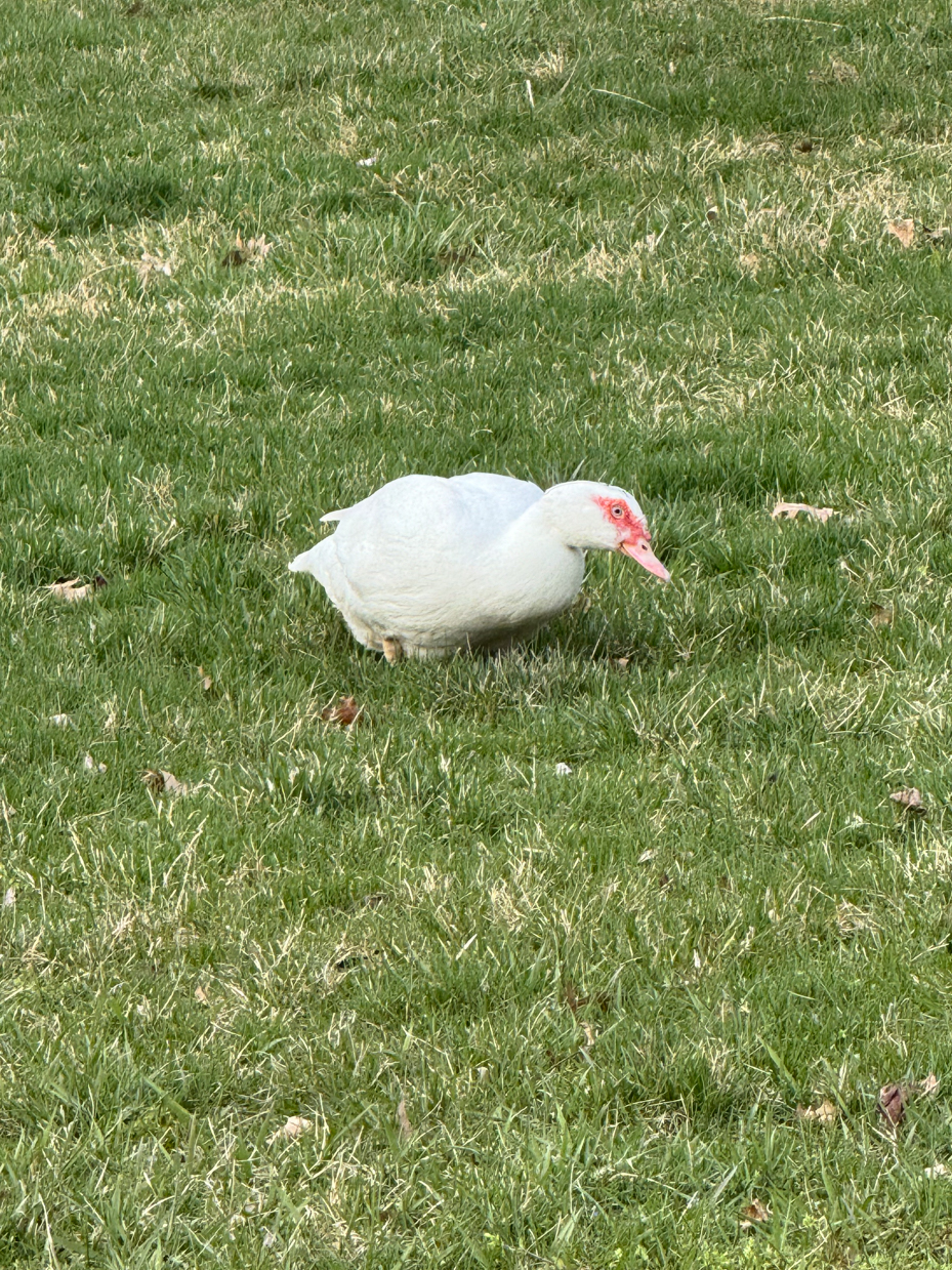 white-muscovy-duck-on-green-lawn-outdoor-wildlife