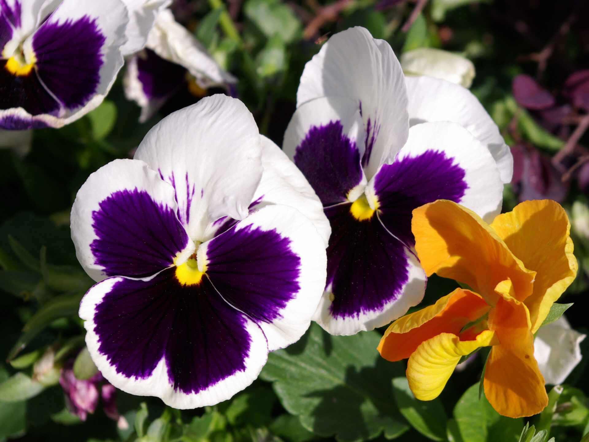 white-purple-pansy-with-gold-flower