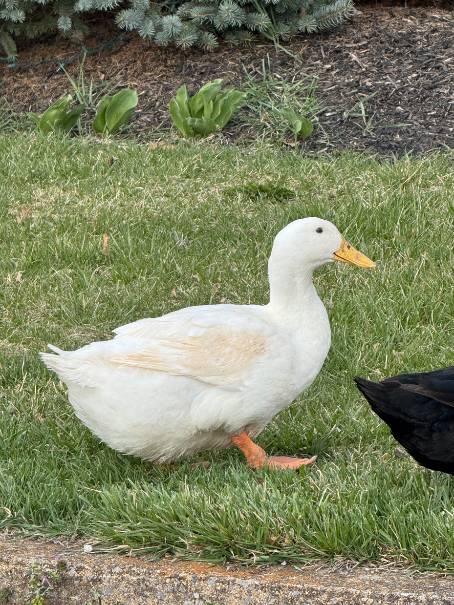 white-muscovy-duck-grass-garden-landscape