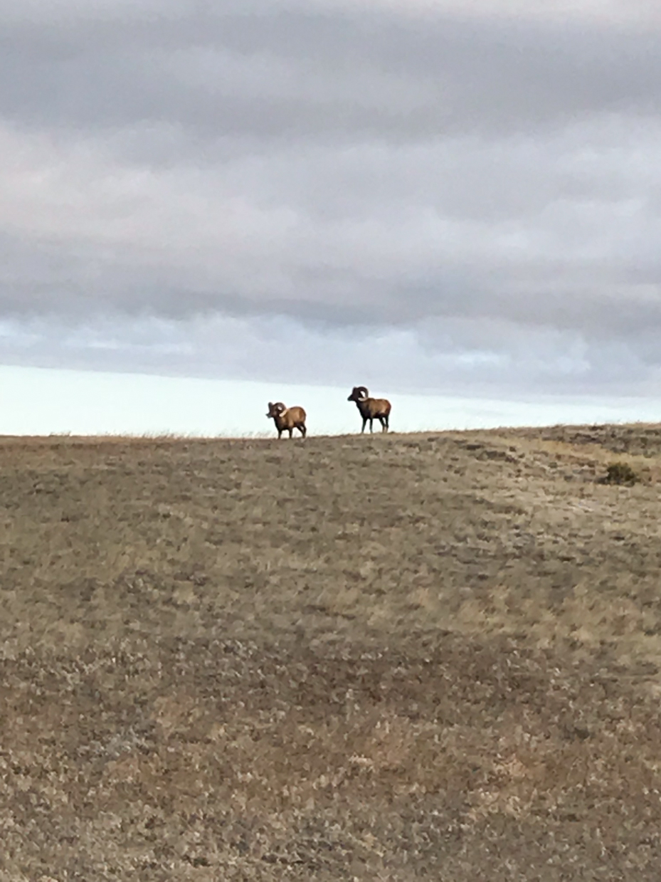 wild-bighorn-sheep-pair-grazing-arid-hilltop-overcast-sky-rugged-western-landscape-dramatic-cloudscape-wildlife-photography-royalty-free-artist-reference-photo