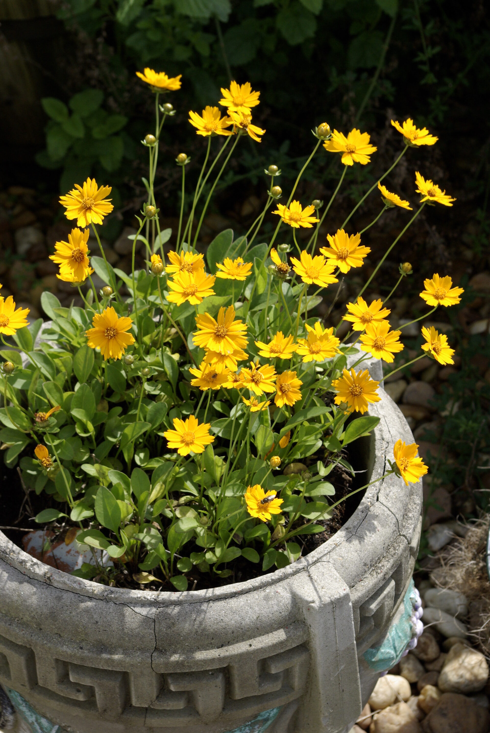 yellow-flowers-stone-planter-garden-blooms-royalty-free-artist-reference-photo