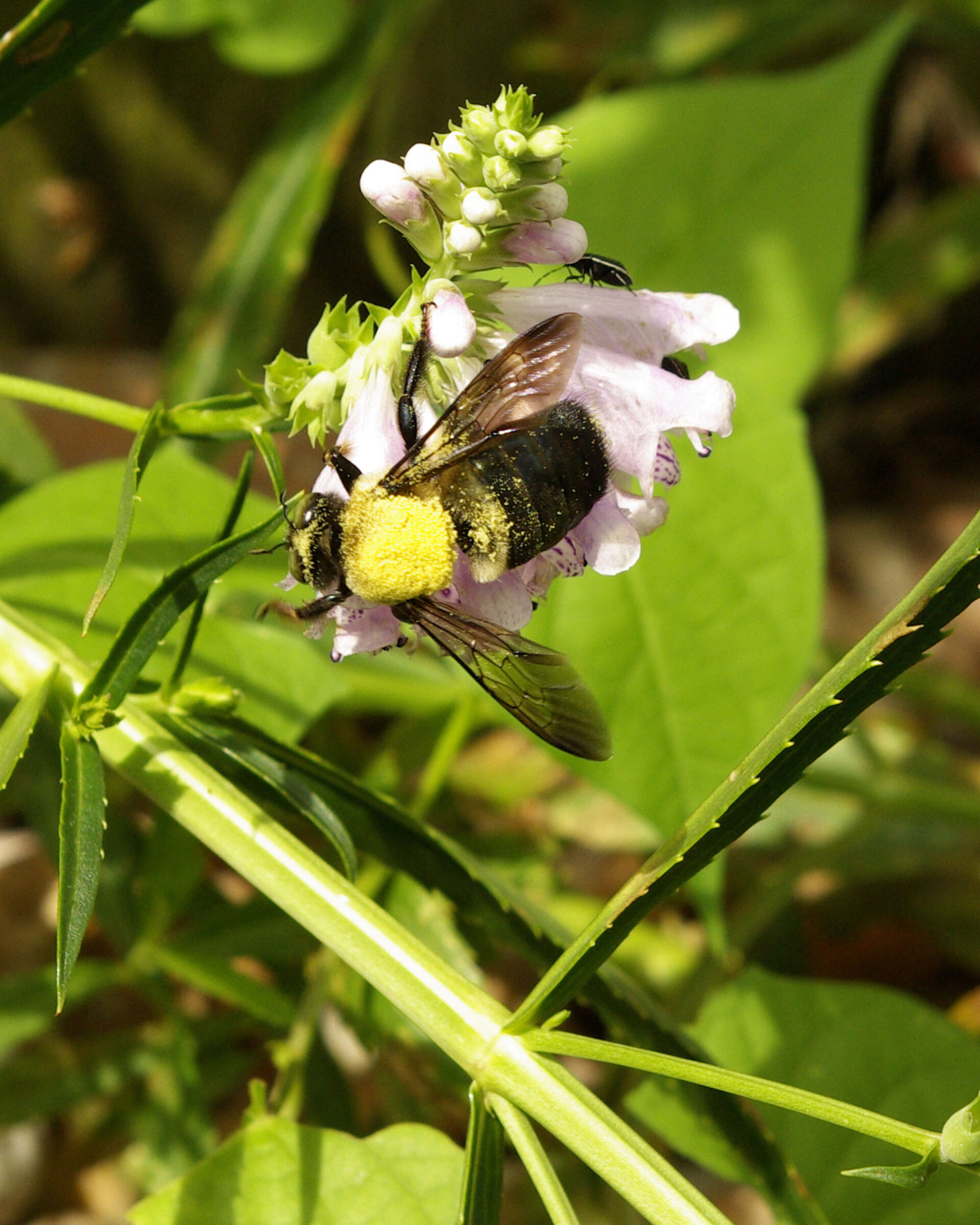 yellow-headed-bumblebee