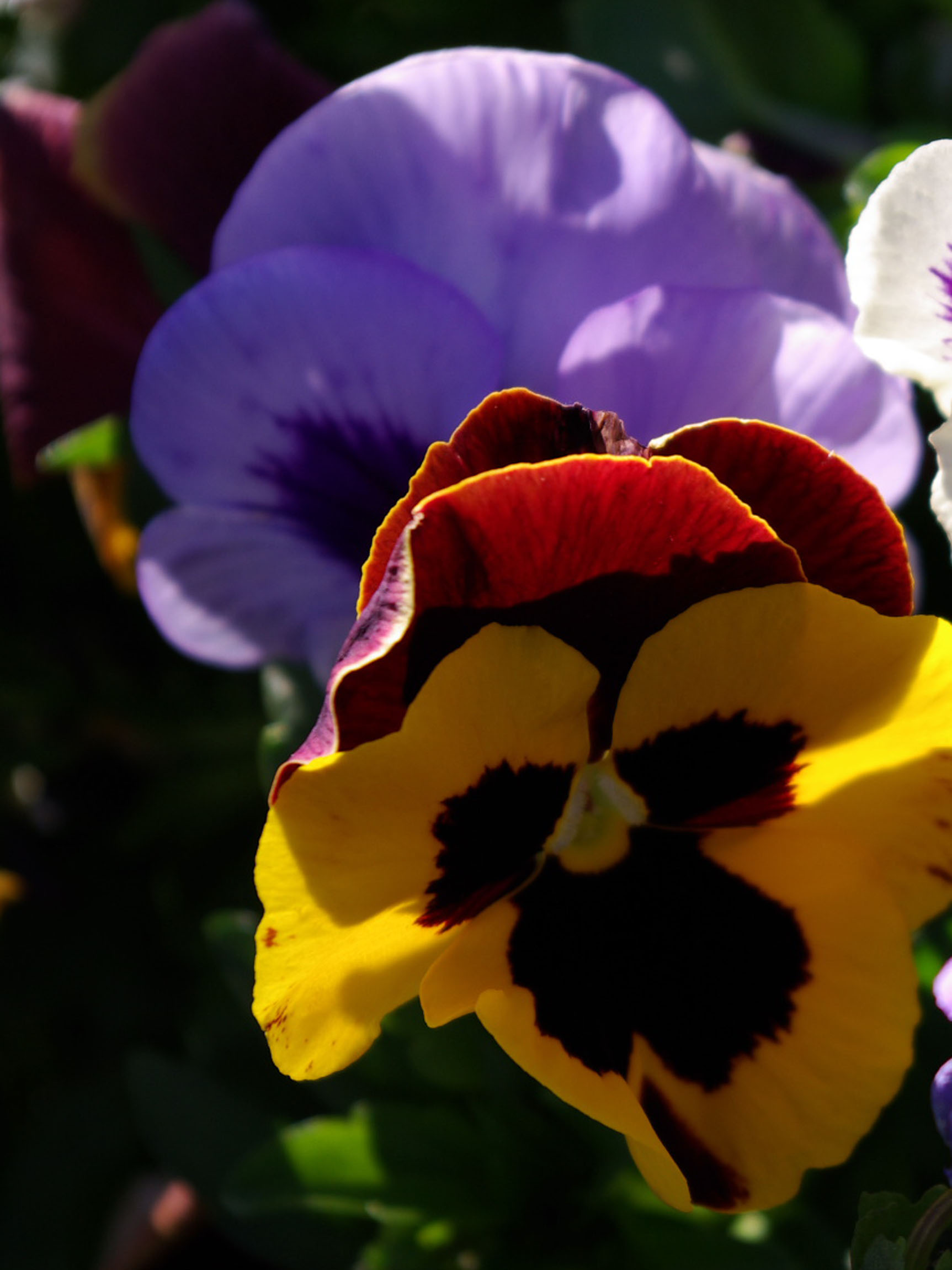 yellow-purple-pansy-w-purp-pansy-cropped-for-framing