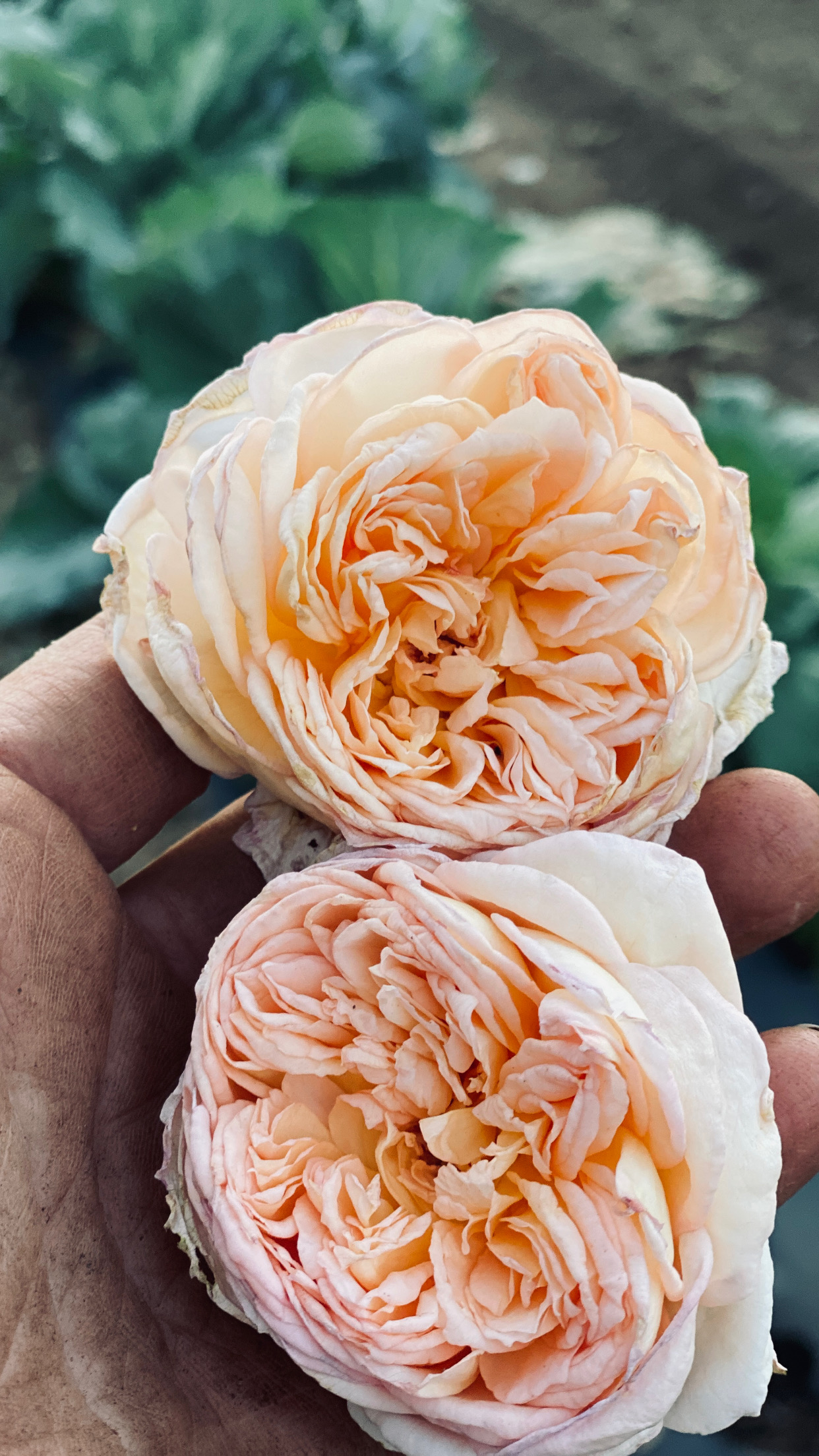 close-up-of-lush-garden-rose-blooms-in-warm-peach-and-pink-hues