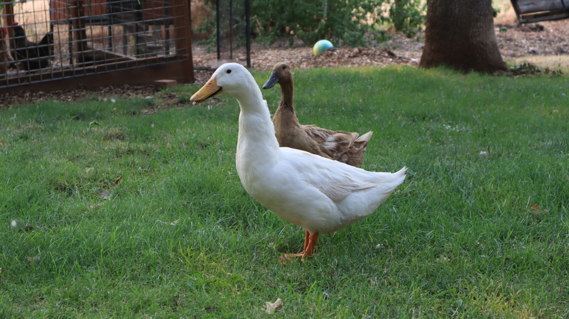 ducks-in-green-grassy-backyard-with-wire-enclosure