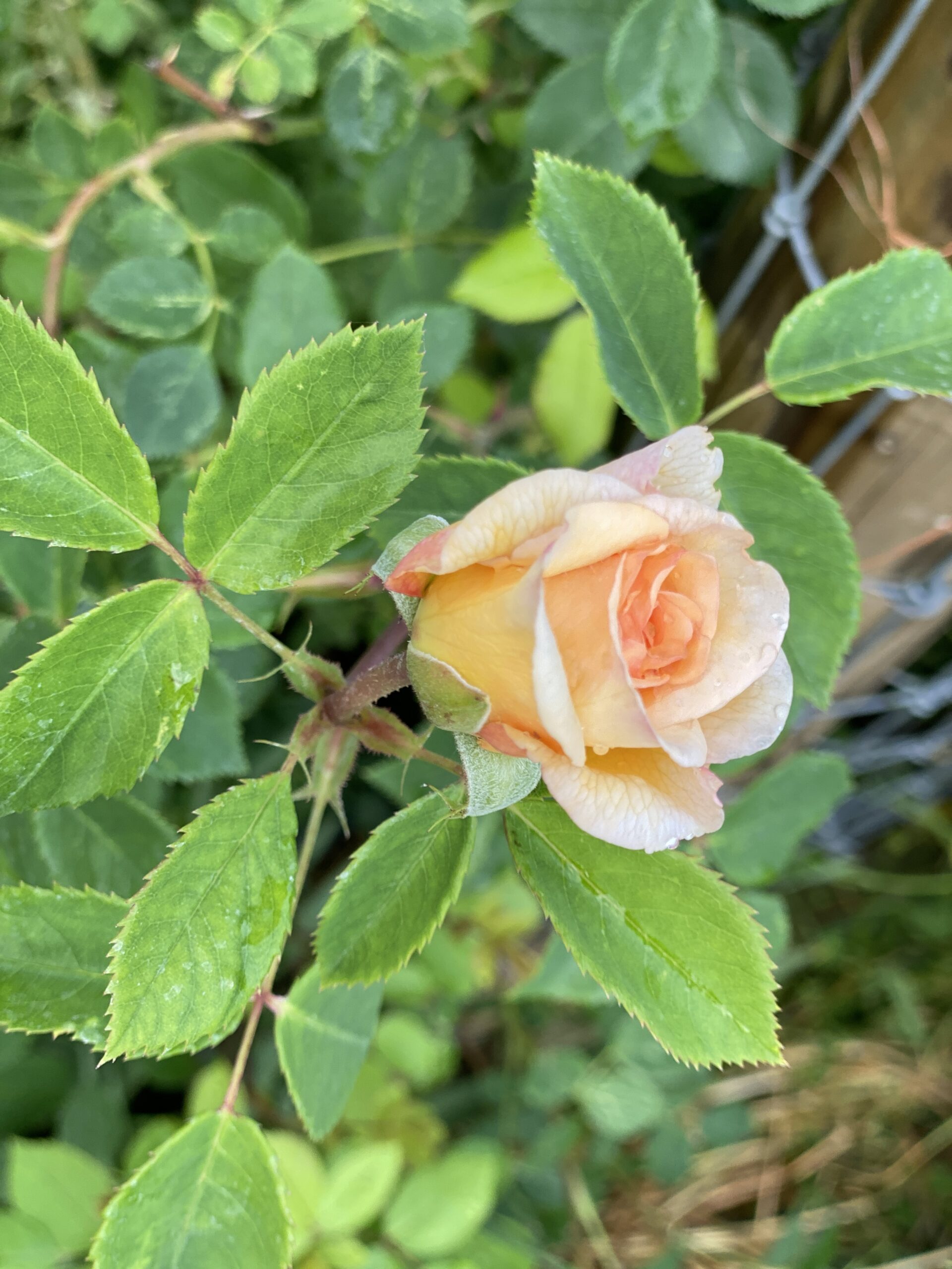 peach-rosebud-in-green-foliage-with-water-droplets-closeup