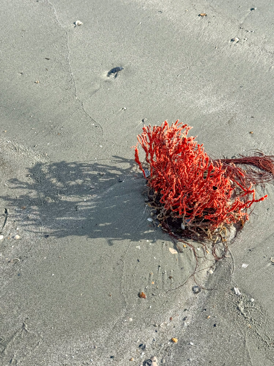 red-seaweed-washed-ashore-on-wet-sandy-beach-with-small-pebbles