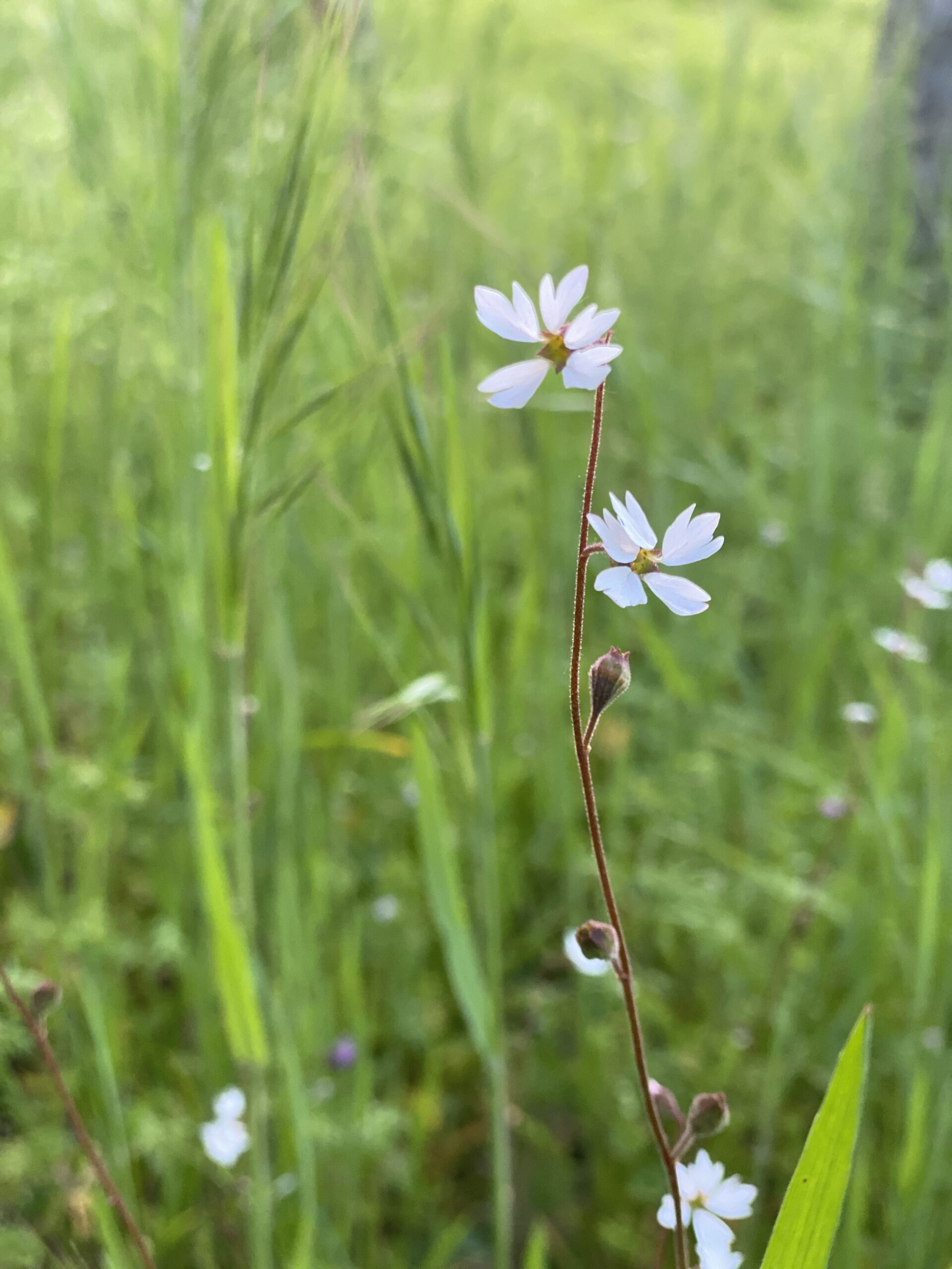 white-wildflowers-in-verdant-natural-setting