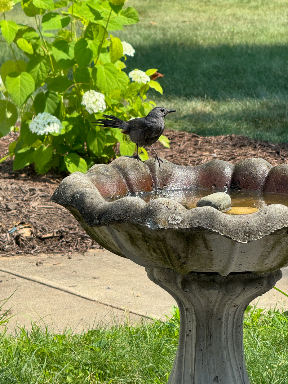 a-blackbird-perched-on-the-edge-of-a-stone-bird-bath-with-a-green-leafy-background