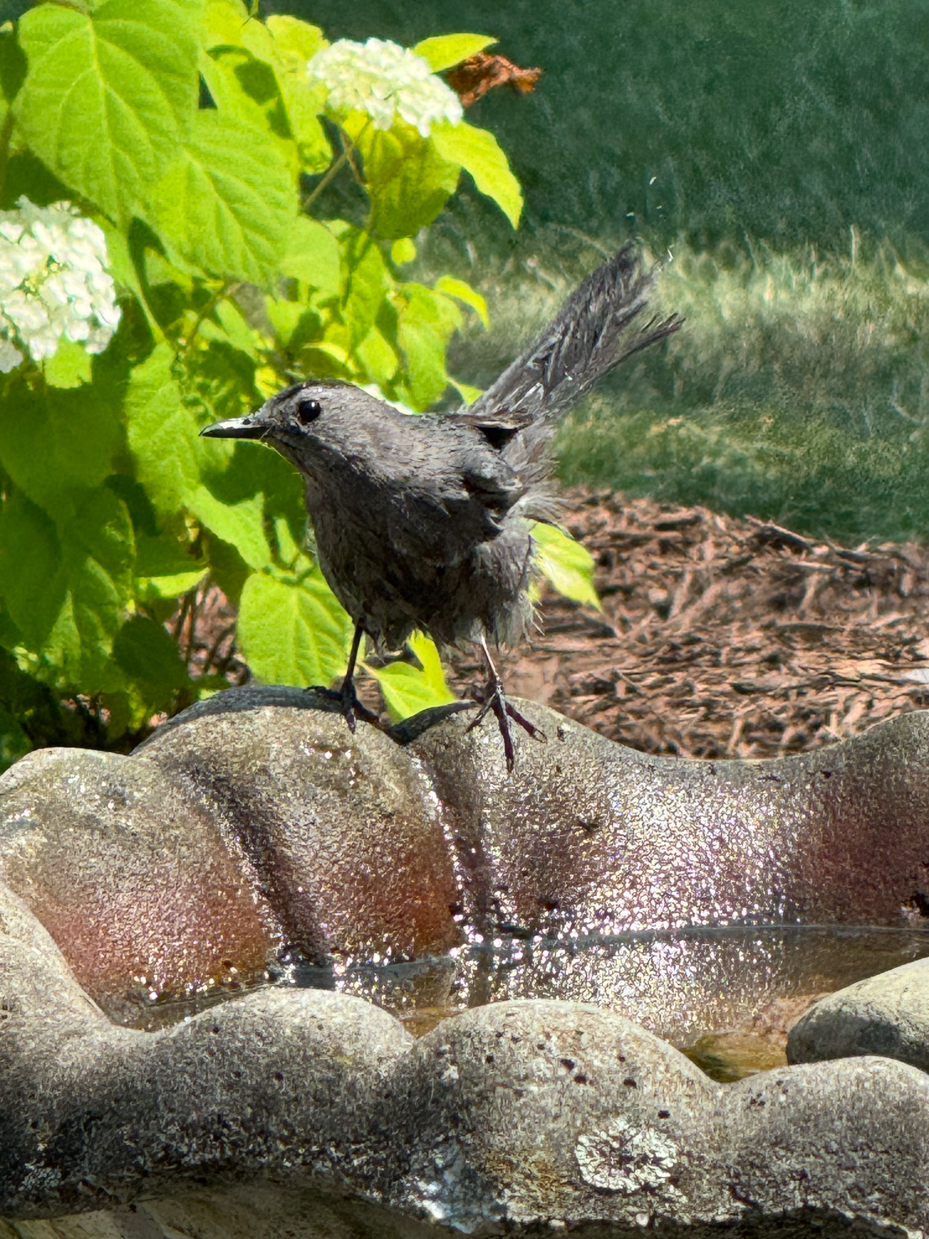 a-close-up-of-a-blackbird-perched-on-a-stone-bird-bath-with-vibrant-green-leaves-and-white-blossoms-in-the-background