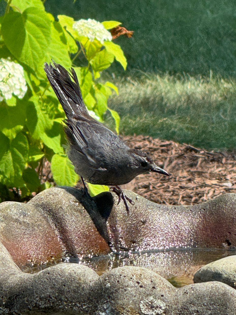 a-close-up-of-a-dark-feathered-bird-perched-on-a-stone-bird-bath-with-bright-green-foliage-and-white-flowers-enhancing-the-background