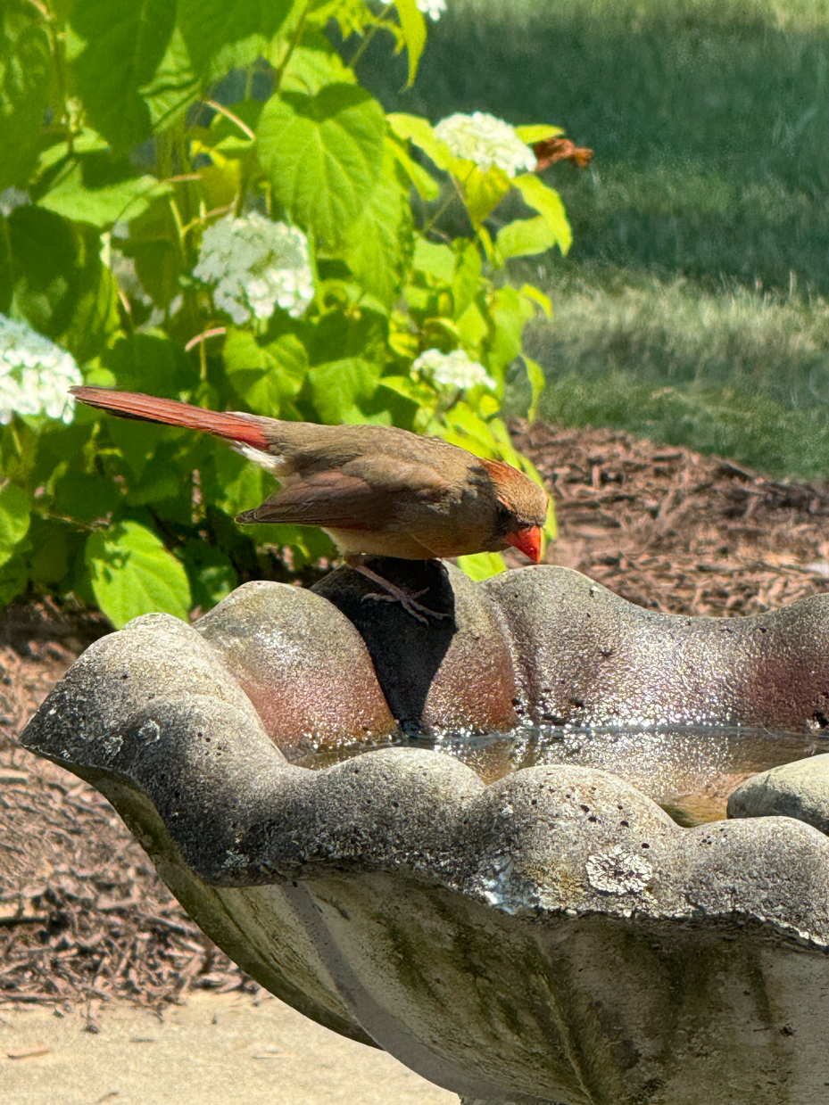 a-female-cardinal-bird-perched-on-the-edge-of-a-stone-bird-bath-with-bright-green-leaves-and-white-flowers-in-the-background