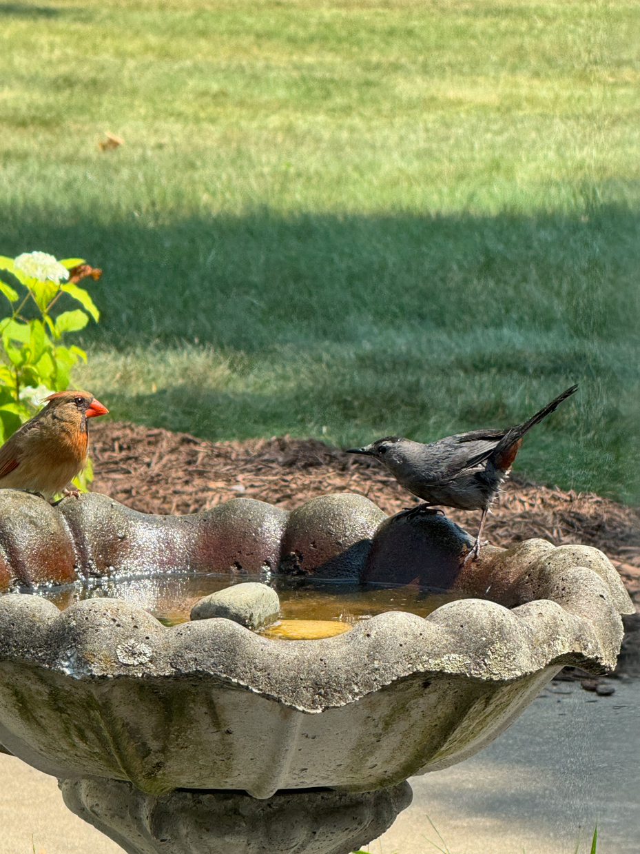 a-female-cardinal-and-a-grey-catbird-sharing-a-stone-bird-bath-set-against-a-background-of-green-grass-and-blurred-vegetation