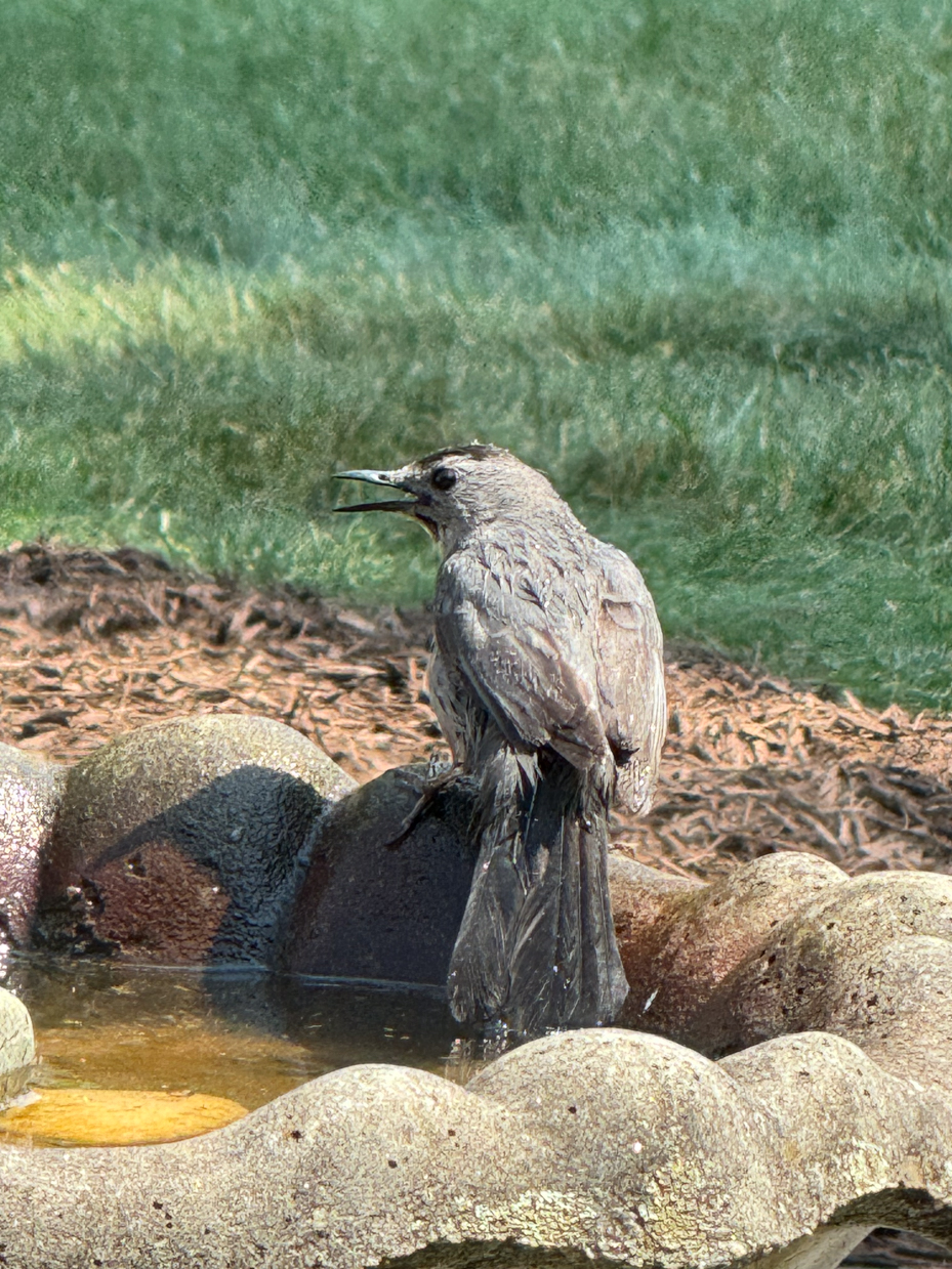 a-grey-bird-perched-in-a-stone-bird-bath-its-feathers-wet-with-a-soft-green-lawn-blurred-in-the-background