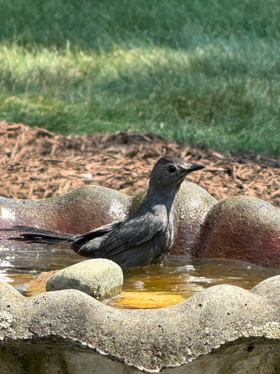 a-grey-bird-sitting-in-a-stone-bird-bath-surrounded-by-sunlight-and-a-blurred-green-lawn-in-the-background