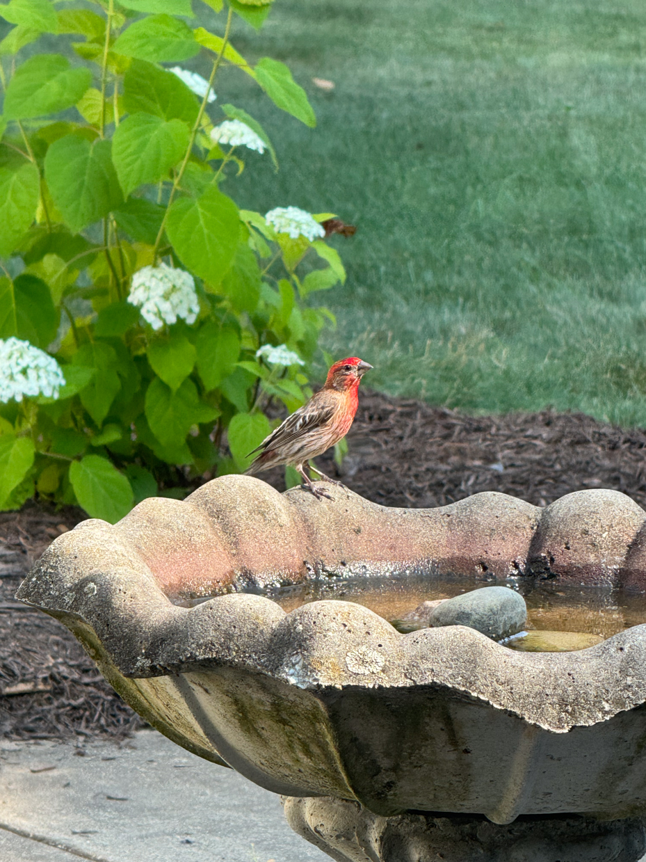 a-red-breasted-finch-perched-on-the-edge-of-a-stone-bird-bath-surrounded-by-greenery-with-white-flowers-in-the-background