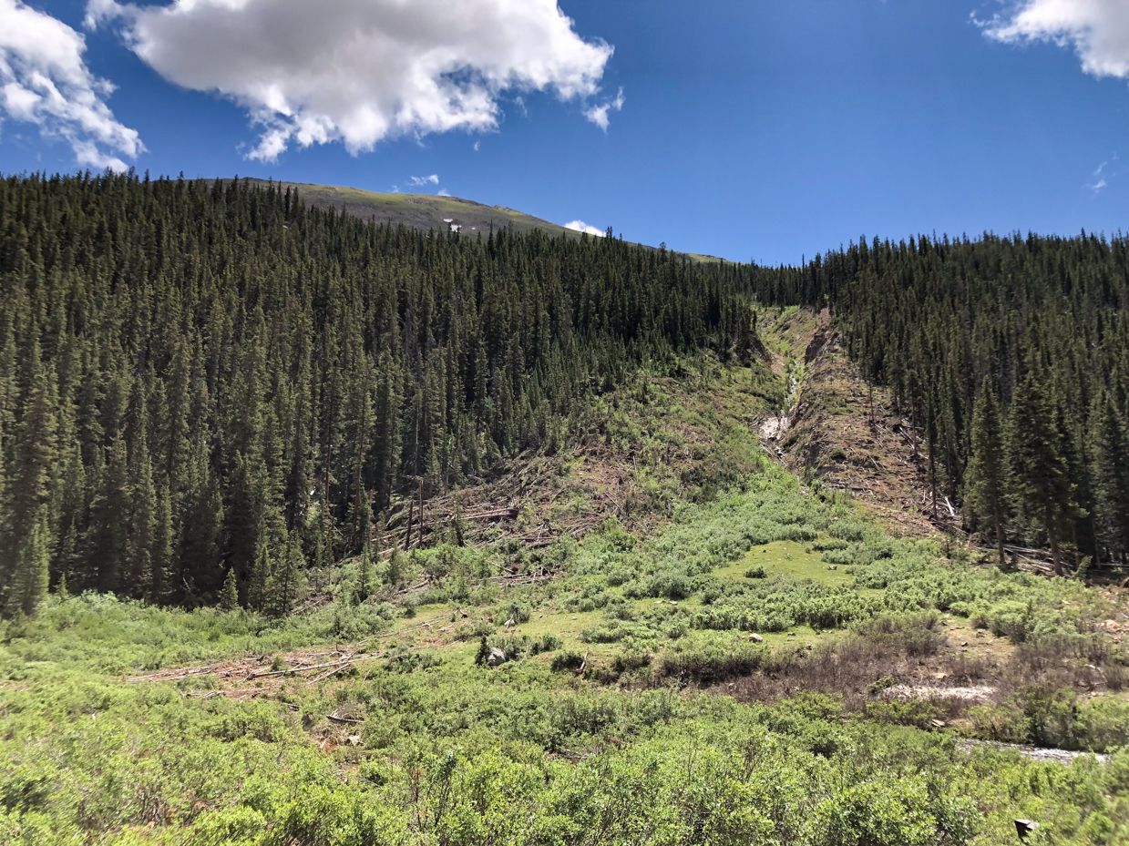 dense-pine-forest-with-clear-sky-and-mountain-stream-scenic-nature-photography-for-outdoor-enthusiasts