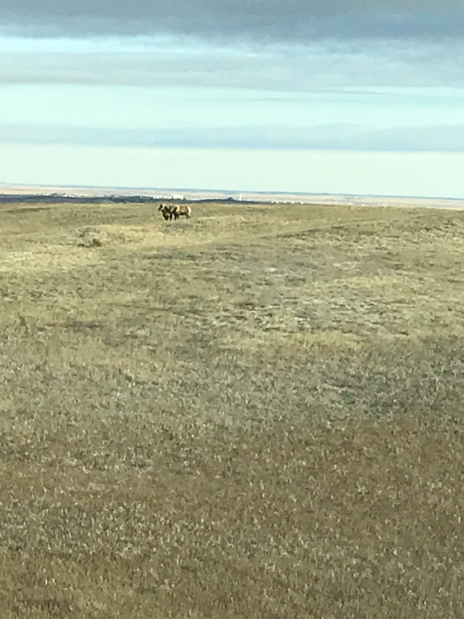 grazing-bison-herd-on-expansive-open-prairie-under-cloudy-sky-royalty-free-wildlife-and-nature-landscape-reference-photo-for-grasslands-wildlife-and-wide-horizon-photography