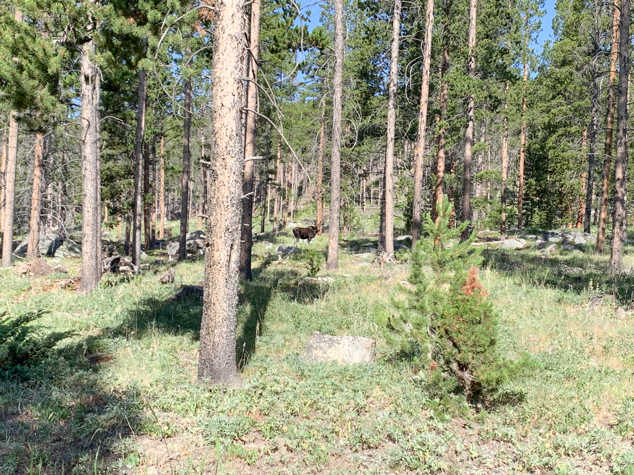 moose-among-pine-trees-in-wilderness-wildlife-adventure-in-alpine-forest