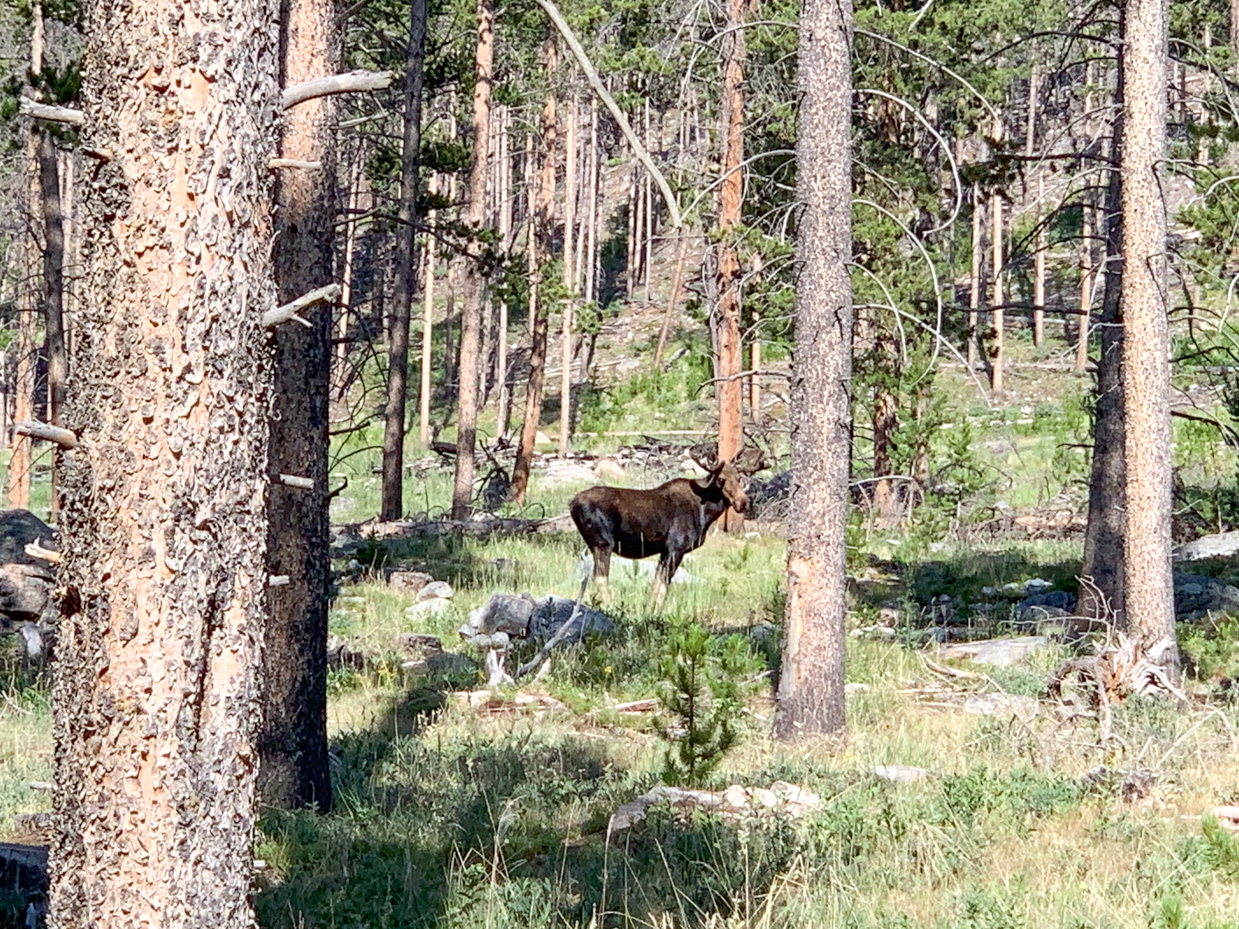 moose-spotted-in-pine-forest-wildlife-encounter-in-natural-alpine-habitat