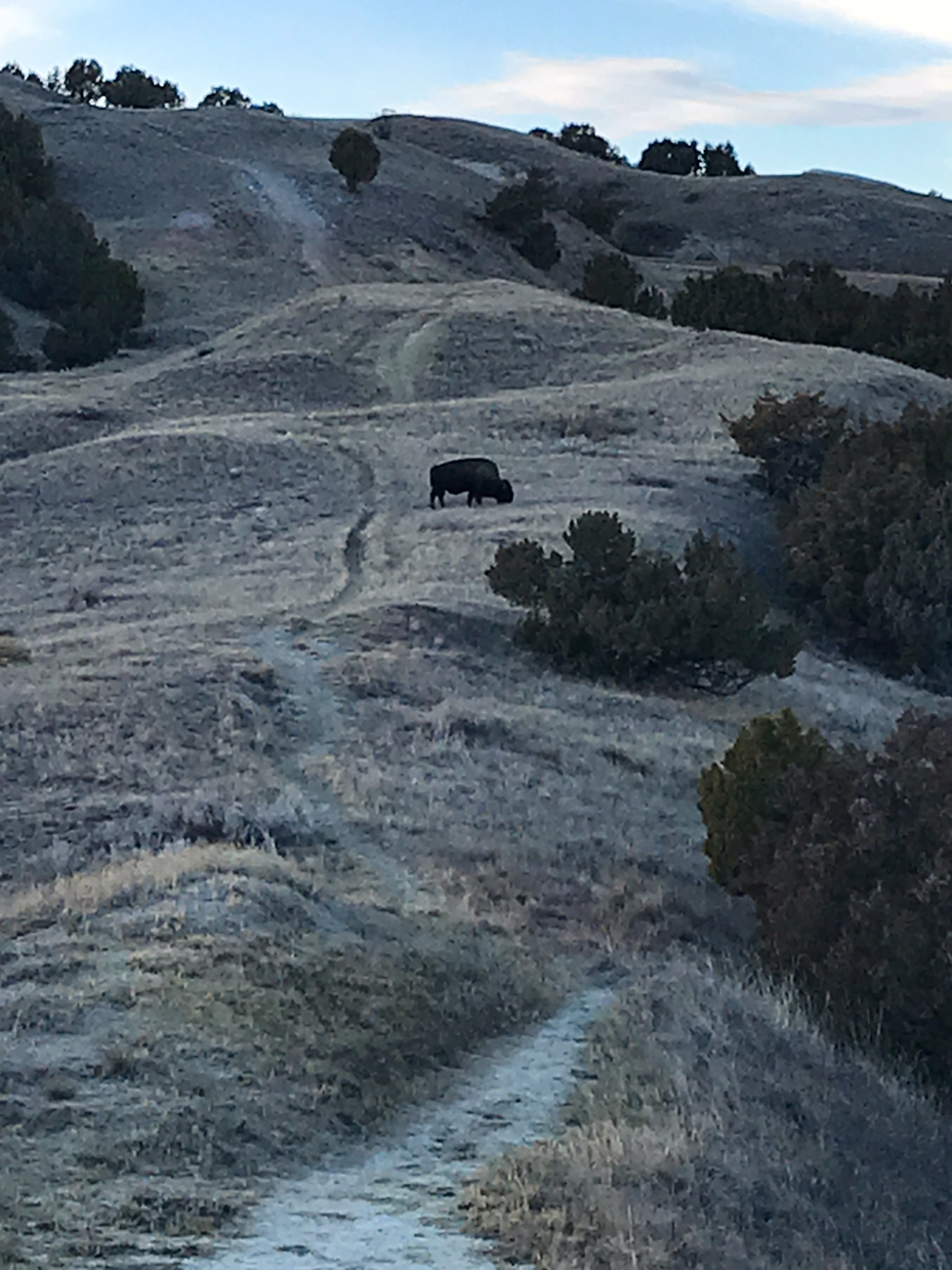 wild-bison-grazing-on-rugged-hillside-path-in-open-prairie-royalty-free-wildlife-and-nature-landscape-reference-photo-for-remote-grasslands-wilderness-and-scenic-photography