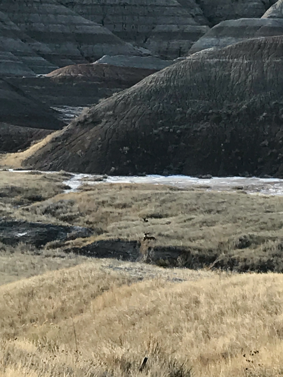 wildlife-in-rocky-badlands-with-eroded-hills-and-grassland-vegetation-royalty-free-nature-and-wildlife-reference-photo-for-rugged-terrain-deer-and-prairie-landscape-photography