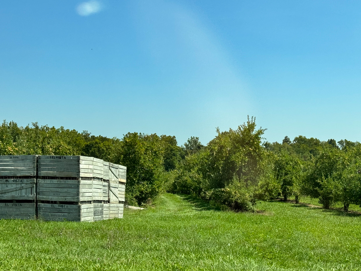 apple-orchard-with-stacked-wooden-crates-under-clear-blue-sky