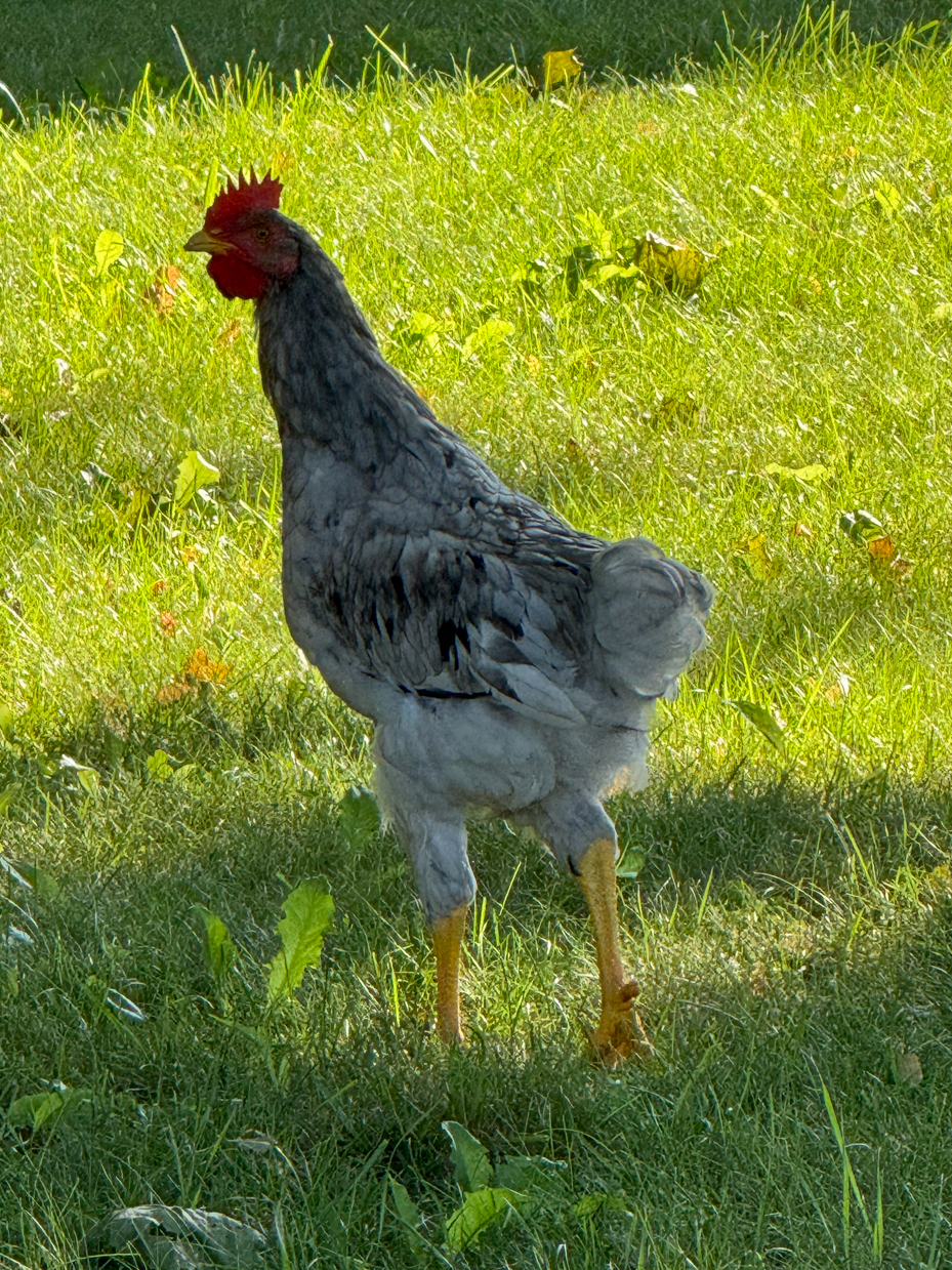 blue-cochin-rooster-sunlit-grass-poultry-portrait