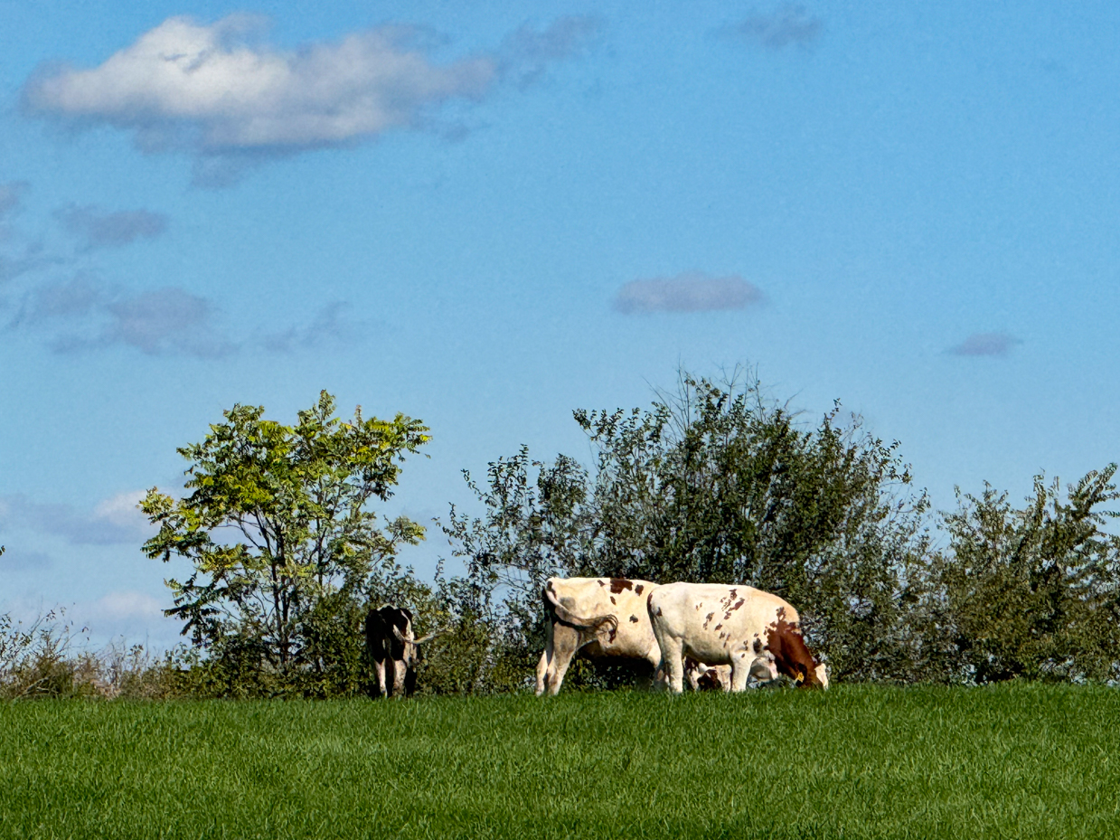 brown-and-black-holstein-cows-grazing-in-green-field-with-trees-and-blue-sky-background