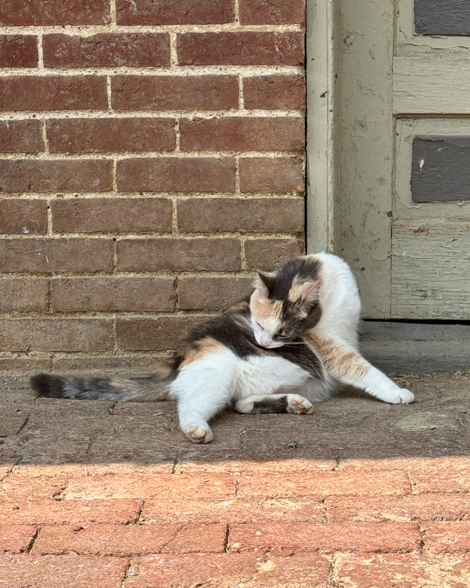 calico-cat-grooming-brick-wall-rustic-door-farmhouse-pet